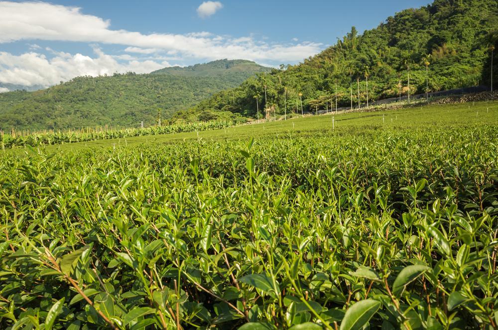 The Story Of Bug-bitten Luye Red Oolong