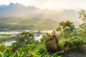 Vietnamese Tea: Sheng Pu-erh made in Vietnam