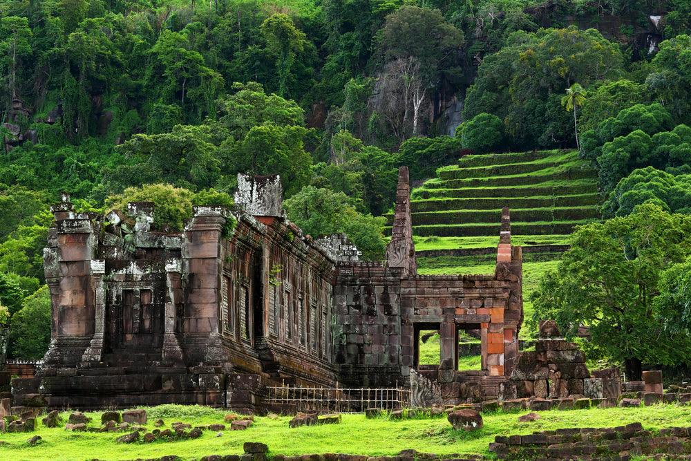 Laos Tea: ancient forests and wild trees