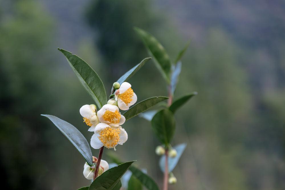 Exploring the Tea Plant: Sinensis, Assamica and more