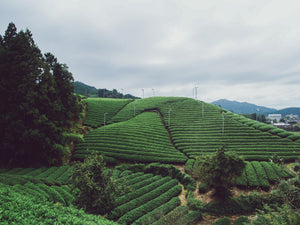 White Tea Vs Green Tea